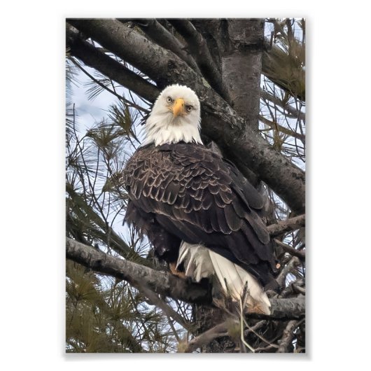 Bald Eagle die naar me kijkt Foto Afdruk (Voorkant)
