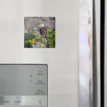 Bald Eagle die op de rockmagneet zit