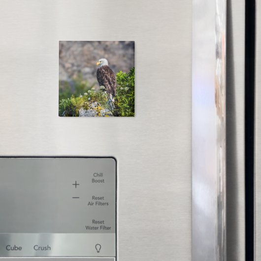 Bald Eagle die op de rockmagneet zit Magneet (Insitu (Koelkast))