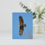 Bald Eagle die over bomen trekt Briefkaart (Staand voorkant)