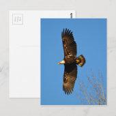 Bald Eagle die over bomen trekt Briefkaart (Voorkant / Achterkant)