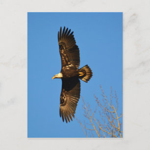 Bald Eagle die over bomen trekt Briefkaart