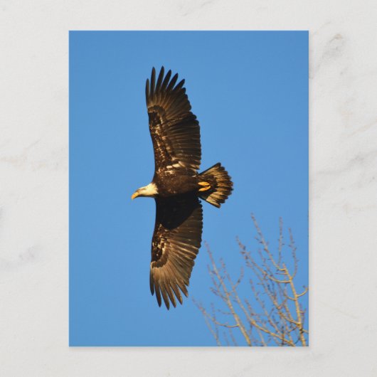 Bald Eagle die over bomen trekt Briefkaart (Voorkant)