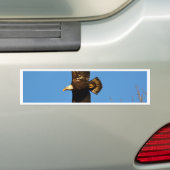 Bald Eagle die over bomen trekt Bumpersticker (Op auto)