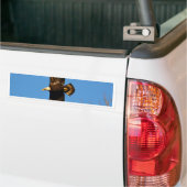 Bald Eagle die over bomen trekt Bumpersticker (Op Truck)