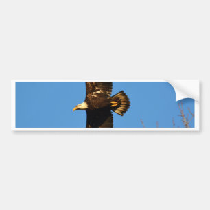 Bald Eagle die over bomen trekt Bumpersticker
