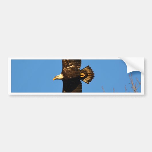 Bald Eagle die over bomen trekt Bumpersticker (Voorkant)