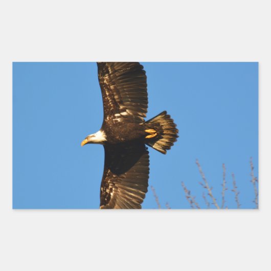 Bald Eagle die over bomen trekt Rechthoekige Sticker (Voorkant)