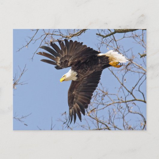 Bald Eagle Dive Briefkaart (Voorkant)
