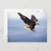 Bald Eagle Dive Briefkaart (Voorkant / Achterkant)