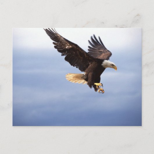 Bald Eagle Dive Briefkaart (Voorkant)