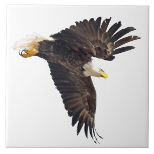Bald Eagle Dive met witte achtergrond Tegeltje