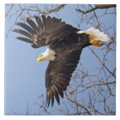 Bald Eagle Dive Tegeltje (Voorkant)