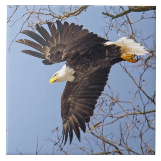 Bald Eagle Dive Tegeltje (Voorkant)