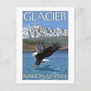 Bald Eagle Diving - Glacier National Park, MT Briefkaart