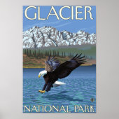 Bald Eagle Diving - Glacier National Park, MT Poster (Voorkant)