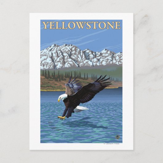 Bald Eagle Diving - Nationaal Park Yellowstone Briefkaart (Voorkant)