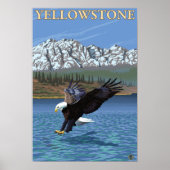 Bald Eagle Diving - Nationaal Park Yellowstone Poster (Voorkant)