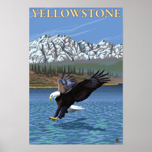 Bald Eagle Diving - Nationaal Park Yellowstone Poster (Voorkant)
