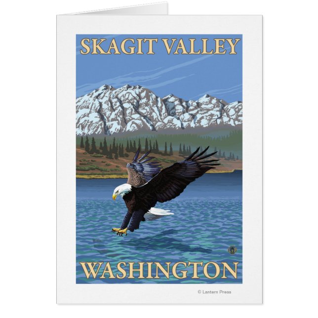 Bald Eagle Diving - Skagit Valley, Washington (Voorkant)