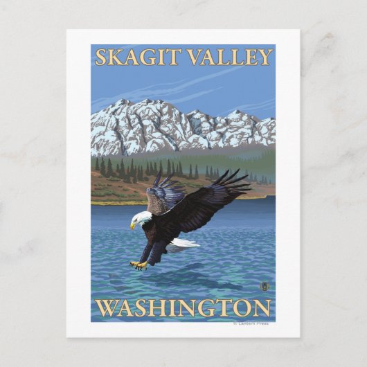 Bald Eagle Diving - Skagit Valley, Washington Briefkaart (Voorkant)