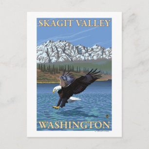 Bald Eagle Diving - Skagit Valley, Washington Briefkaart