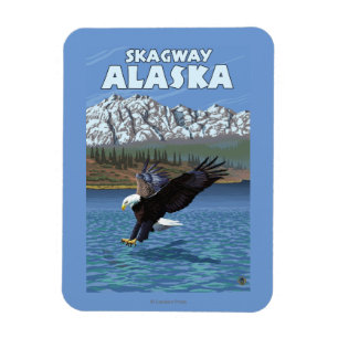 Bald Eagle Diving - Skagway, Alaska Magneet
