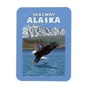 Bald Eagle Diving - Skagway, Alaska Magneet