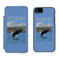 Bald Eagle Diving - West Yellowstone, MT