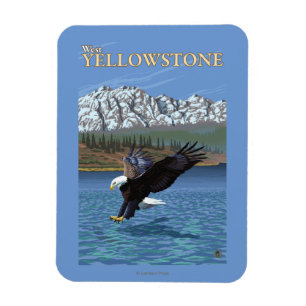 Bald Eagle Diving - West Yellowstone, MT Magneet