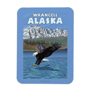 Bald Eagle Diving - Wrangell, Alaska Magneet