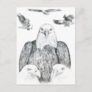 Bald Eagle Drawing Briefkaart