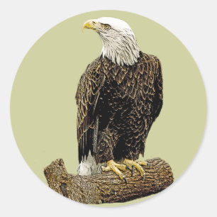 Bald Eagle Drawing Ronde Sticker