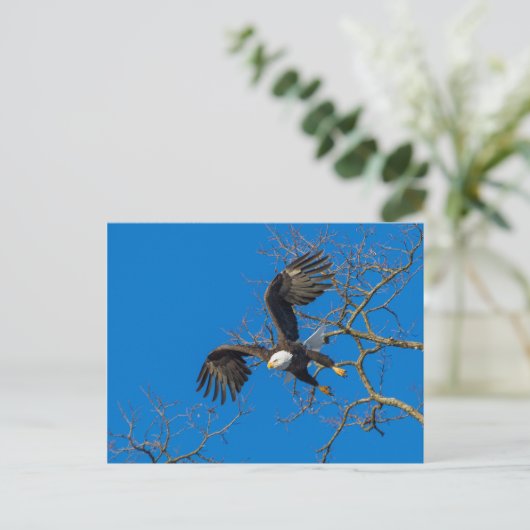 Bald Eagle Drop Briefkaart (Staand voorkant)