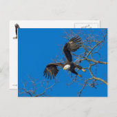 Bald Eagle Drop Briefkaart (Voorkant / Achterkant)