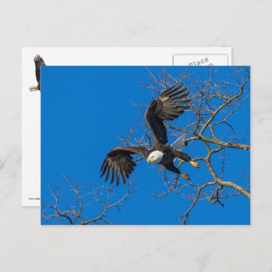 Bald Eagle Drop Briefkaart (Voorkant / Achterkant)