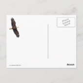 Bald Eagle Drop Briefkaart (Achterkant)