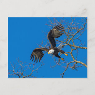 Bald Eagle Drop Briefkaart