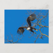 Bald Eagle Drop Briefkaart (Voorkant)