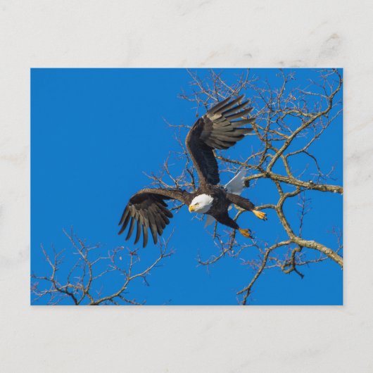 Bald Eagle Drop Briefkaart (Voorkant)