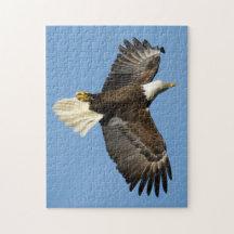 Bald Eagle duikt naar het water