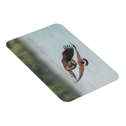 Bald Eagle en Goose Wildlife Foto Magneet (Rechterzijde)