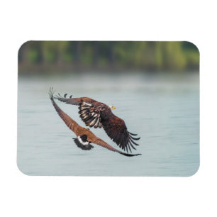 Bald Eagle en Goose Wildlife Foto Magneet