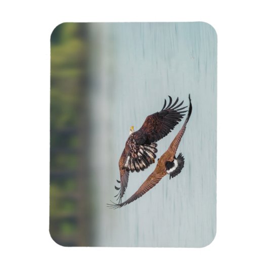Bald Eagle en Goose Wildlife Foto Magneet (Verticaal)