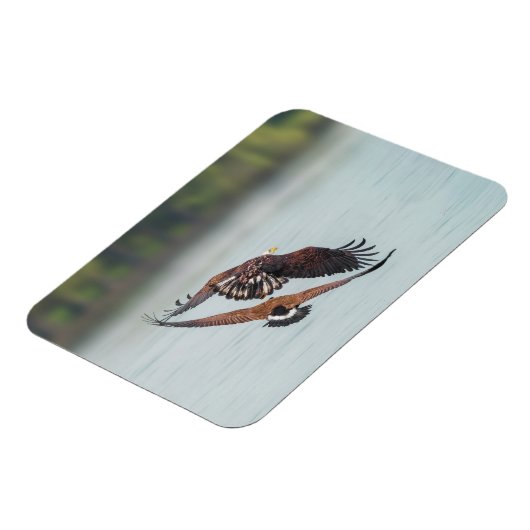 Bald Eagle en Goose Wildlife Foto Magneet (Linkerzijde)
