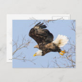 Bald Eagle Eyes Briefkaart (Voorkant / Achterkant)