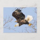 Bald Eagle Eyes Briefkaart (Voorkant)