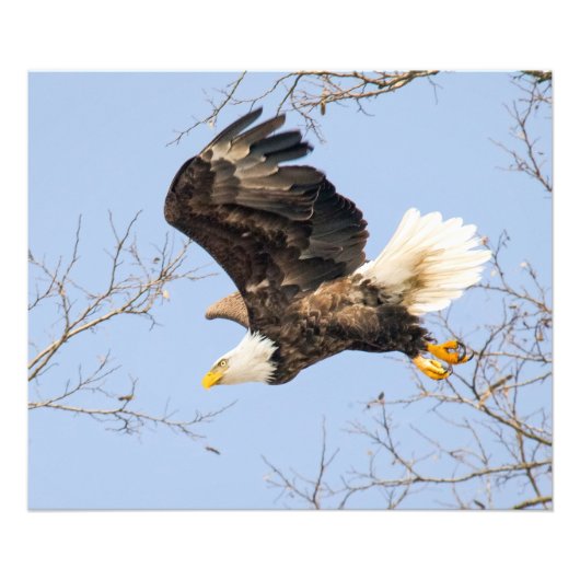 Bald Eagle Eyes Foto Afdruk (Voorkant)