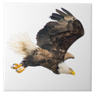Bald Eagle Eyes Prijs op witte achtergrond Tegeltje