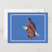 Bald Eagle Eyes tegen de hemel Briefkaart (Voorkant / Achterkant)